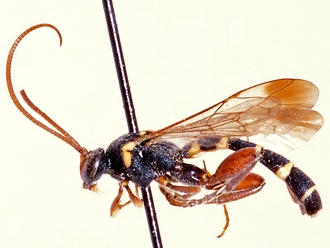 Metopius zonurus 350a