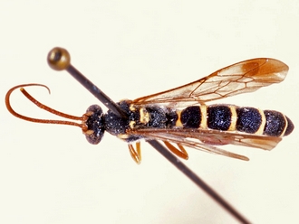 Metopius zonurus 350b