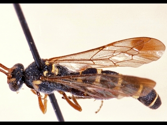 Metopius zonurus 350c