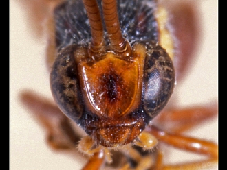 Metopius zonurus 350d