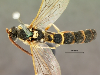 Metopius_albo-ornatus_SAM-HYM-P001520_habitus_dorsal
