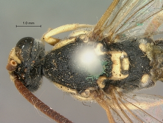 Metopius_albo-ornatus_SAM-HYM-P001520_head_mesosoma_dorsal