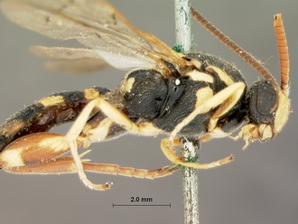 Metopius_albo-ornatus_SAM-HYM-P001520_head_mesosoma_lateral