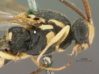 Metopius_albo-ornatus_SAM-HYM-P001520_head_mesosoma_lateral