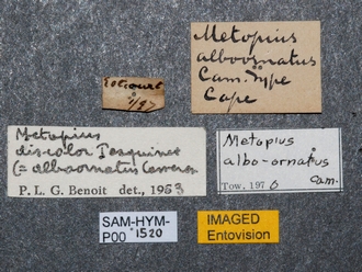 Metopius_albo-ornatus_SAM-HYM-P001520_labels