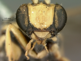 Metopius_albo-ornatus_SAM-HYM-P001520_mandibles