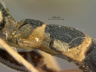 Metopius_albo-ornatus_SAM-HYM-P001520_segments_metasoma_lateral