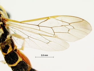 Metopius_albo-ornatus_SAM-HYM-P001520_wing