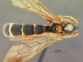 Metopius_apertus_SAM-HYM-P001521_habitus_dorsal_2