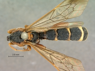 Metopius_apertus_SAM-HYM-P001521_habitus_dorsal