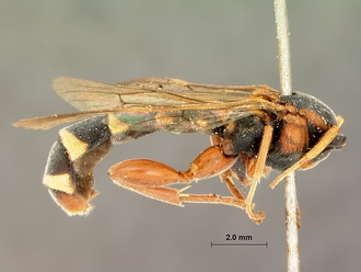Metopius_apertus_SAM-HYM-P001521_habitus_lateral.jpg