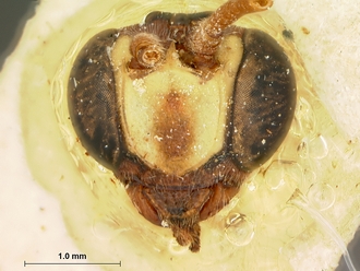 Metopius_apertus_SAM-HYM-P001521_head_frontal