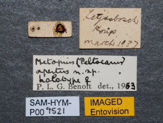 Metopius_apertus_SAM-HYM-P001521_labels