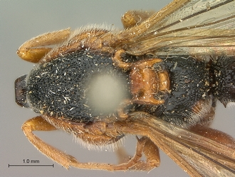 Metopius_apertus_SAM-HYM-P001521_mesosoma_dorsal