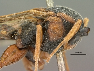 Metopius_apertus_SAM-HYM-P001521_mesosoma_lateral