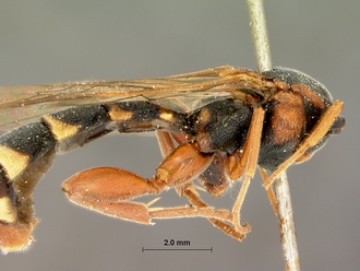 Metopius_apertus_SAM-HYM-P001521_mesosoma_metasoma_lateral
