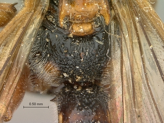 Metopius_apertus_SAM-HYM-P001521_propodeum_dorsal