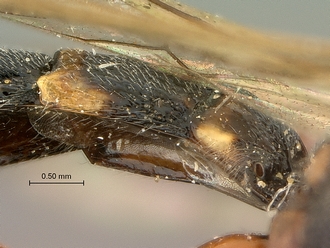 Metopius_apertus_SAM-HYM-P001521_segments_metasoma_lateral