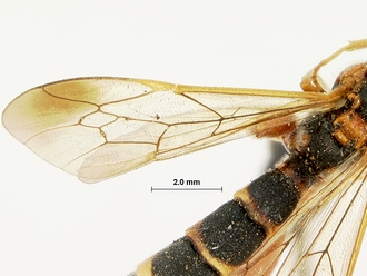Metopius_apertus_SAM-HYM-P001521_wing