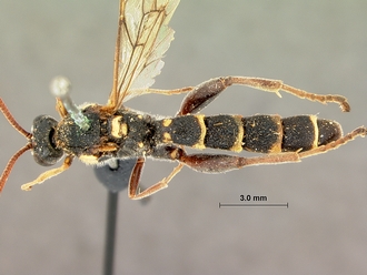 Metopius_apophua_SAM-HYM-P001535_habitus_dorsal