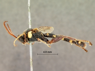 Metopius_apophua_SAM-HYM-P001535_habitus_lateral