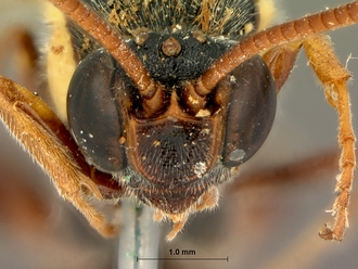 Metopius_apophua_SAM-HYM-P001535_head_frontal