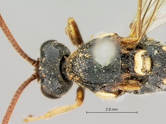Metopius_apophua_SAM-HYM-P001535_head_mesosoma_dorsal