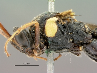 Metopius_apophua_SAM-HYM-P001535_head_mesosoma_lateral