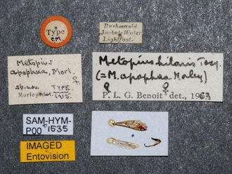 Metopius_apophua_SAM-HYM-P001535_labels