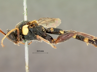 Metopius_apophua_SAM-HYM-P001535_lateral_head_mesosoma