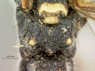 Metopius_apophua_SAM-HYM-P001535_propodeum_dorsal