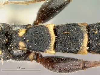 Metopius_apophua_SAM-HYM-P001535_segments_metasoma_dorsal