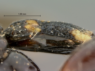 Metopius_apophua_SAM-HYM-P001535_segments_metasoma_lateral