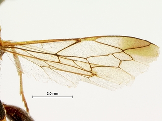 Metopius_apophua_SAM-HYM-P001535_wing