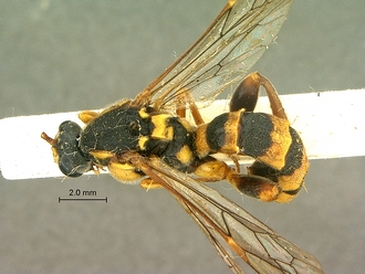 Metopius_capicola_SAM-HYM-P001548_habitus_dorsal