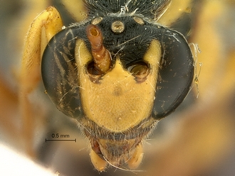 Metopius_capicola_SAM-HYM-P001548_head_frontal