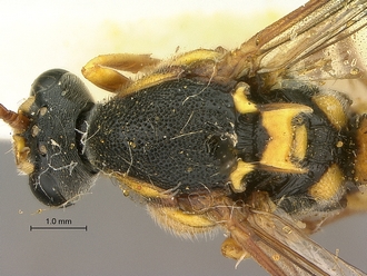 Metopius_capicola_SAM-HYM-P001548_head_mesosoma_dorsal
