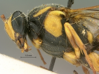 Metopius_capicola_SAM-HYM-P001548_head_mesosoma_lateral
