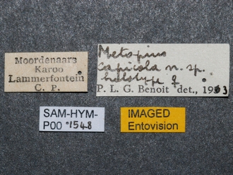 Metopius_capicola_SAM-HYM-P001548_labels