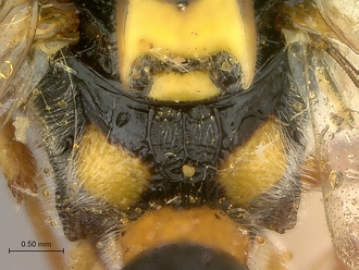 Metopius_capicola_SAM-HYM-P001548_propodeum_dorsal