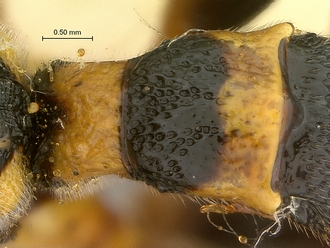Metopius_capicola_SAM-HYM-P001548_segments_metasoma_dorsal