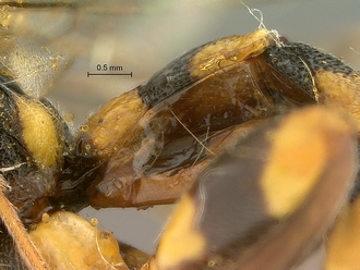 Metopius_capicola_SAM-HYM-P001548_segments_metasoma_lateral