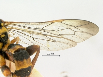 Metopius_capicola_SAM-HYM-P001548_wing