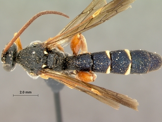 Metopius_hilaroides_SAM-HYM-P001545_dorsal