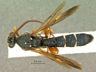 Metopius_hilaroides_SAM-HYM-P001545_habitus_dorsal
