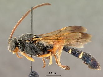 Metopius_hilaroides_SAM-HYM-P001545_habitus_lateral