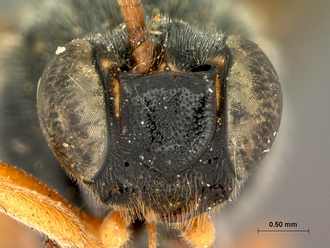 Metopius_hilaroides_SAM-HYM-P001545_head_frontal