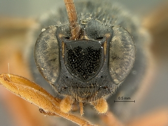 Metopius_hilaroides_SAM-HYM-P001545_head_frontal