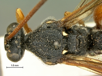 Metopius_hilaroides_SAM-HYM-P001545_head_mesosoma_dorsal