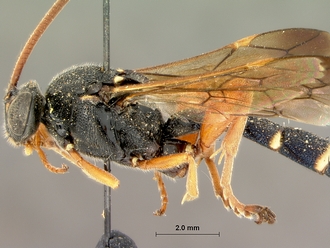 Metopius_hilaroides_SAM-HYM-P001545_head_mesosoma_lateral_2
